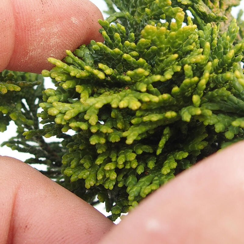 Bonsaï d'extérieur - Cham.pis obtusa Nana Gracilis - Cyprès