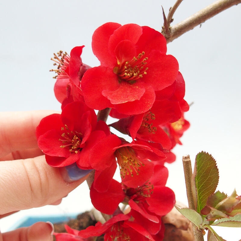Bonsaï d'extérieur - Chaneomeles sup. Nicoline - Coing