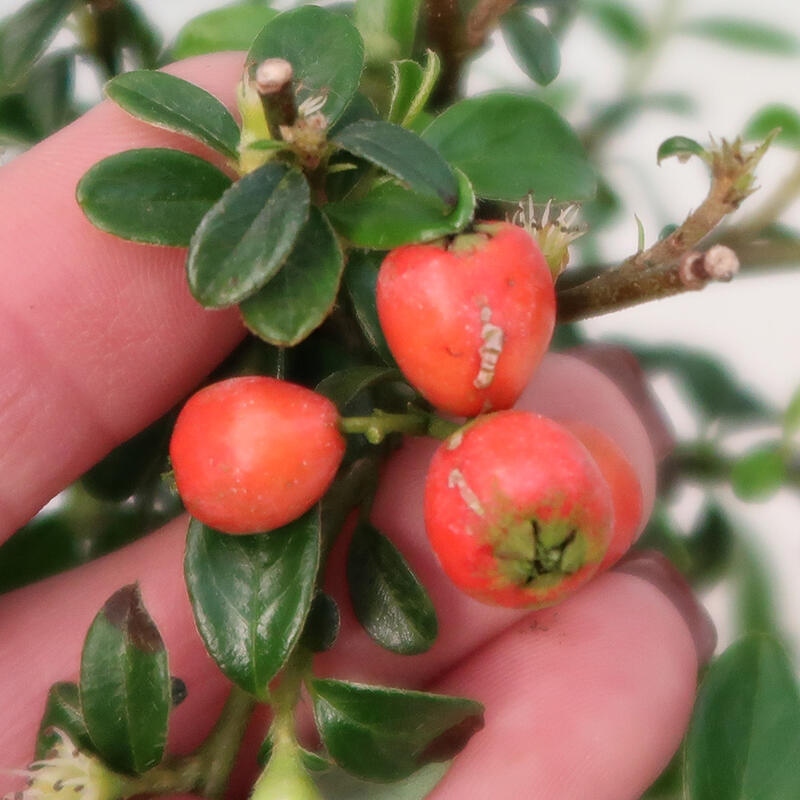 Bonsaï d'extérieur-Cotoneaster dammeri - Damer's Rock