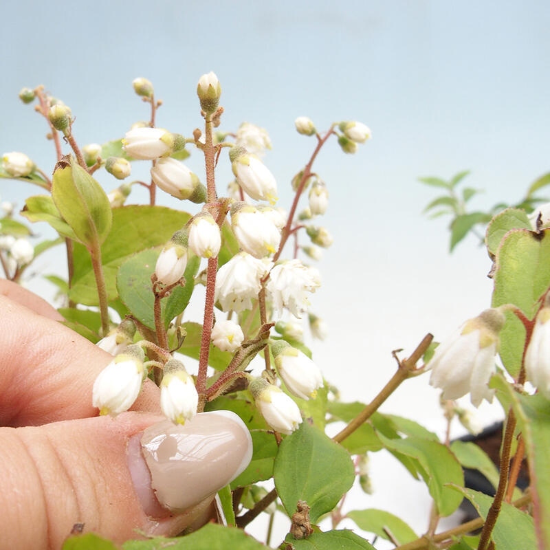 Bonsaï d'extérieur - Deutzia scabra Candidissima - Trojpuk