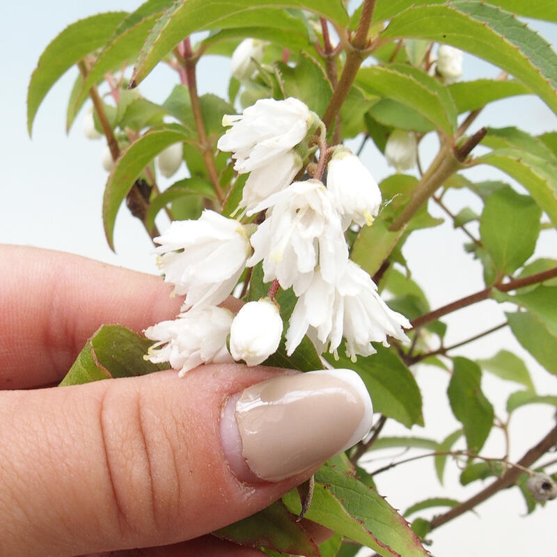 Bonsaï d'extérieur - Deutzia scabra Candidissima - Trojpuk