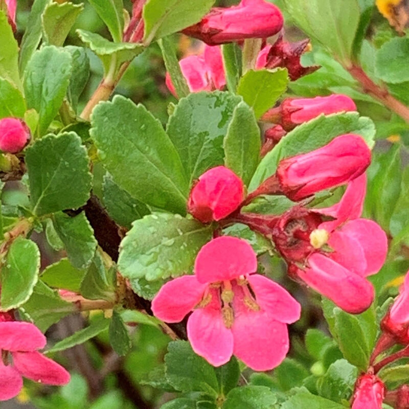 Bonsaï d'extérieur - Escallonia 'Dart's Rosy Red' - Zábluda