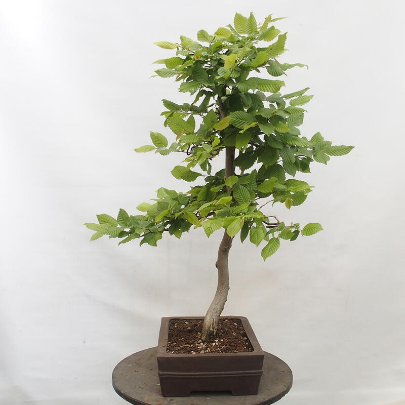 Bonsaï d'extérieur - Charme - Carpinus betulus