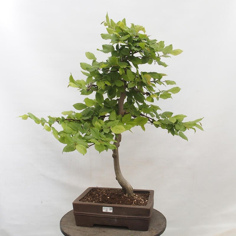 Bonsaï d'extérieur - Charme - Carpinus betulus