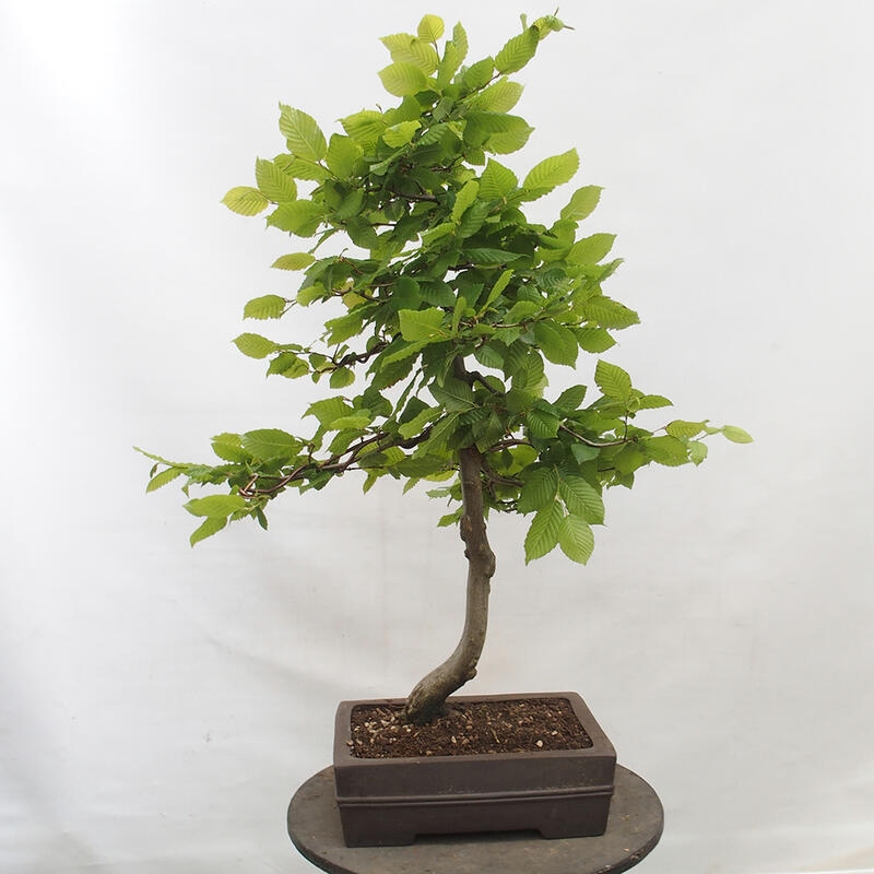 Bonsaï d'extérieur - Charme - Carpinus betulus