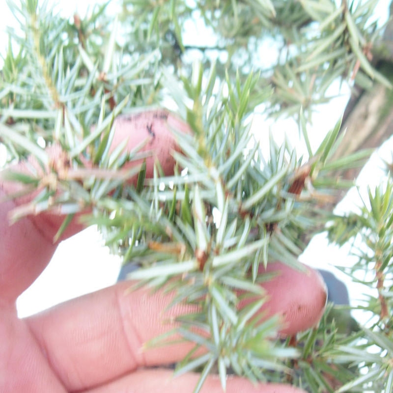 Bonsaï d'extérieur - Juniperus rigida - Juniperus rigida