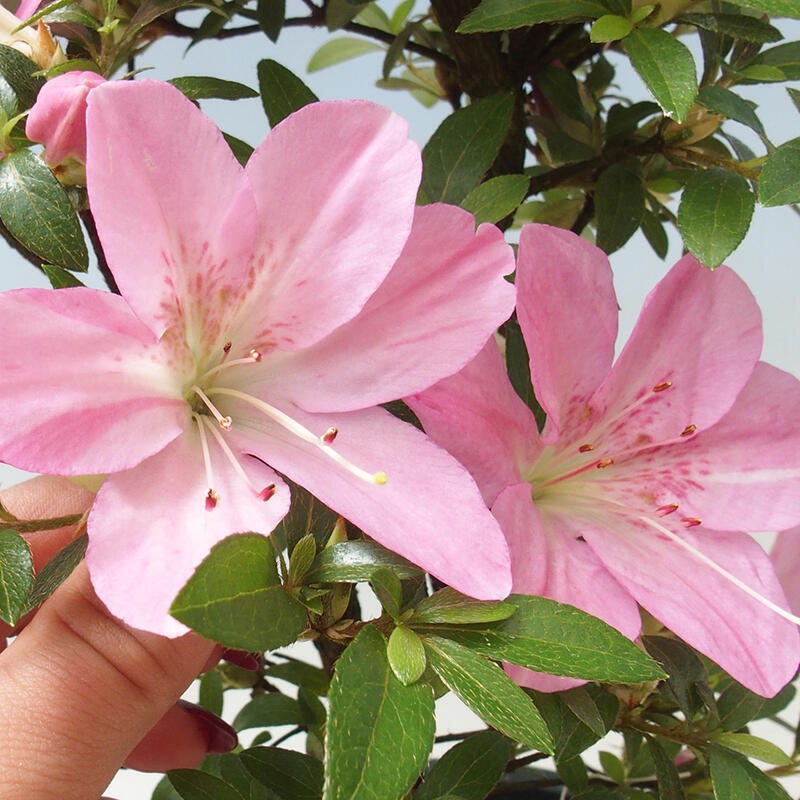 Bonsaï d'extérieur - Azalée japonaise - Azalée Nasuno