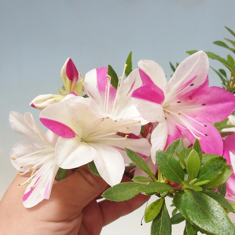 Bonsaï d'extérieur - Azalée japonaise - Main d'azalée