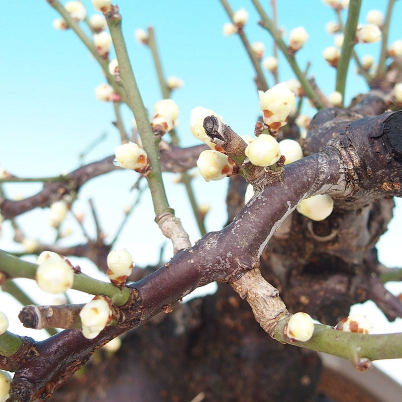 Bonsaï d'extérieur - Abricotier japonais - Prunus Mume