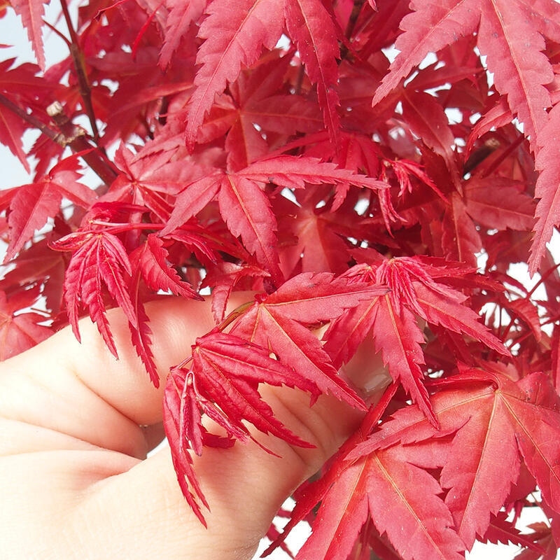 Bonsaï d'extérieur - Acer palmatum DESHOJO