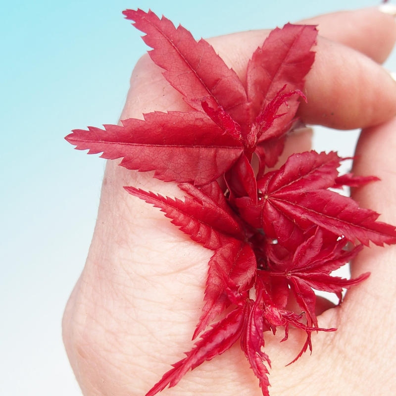 Bonsaï d'extérieur - Acer palmatum DESHOJO