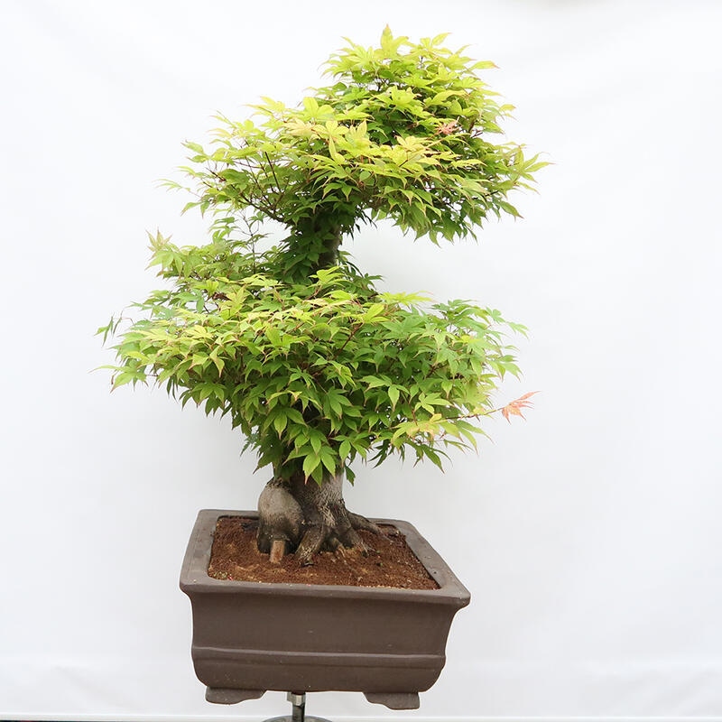 Bonsaï d'extérieur - Acer palmatum - préparation des palettes UNIQUEMENT