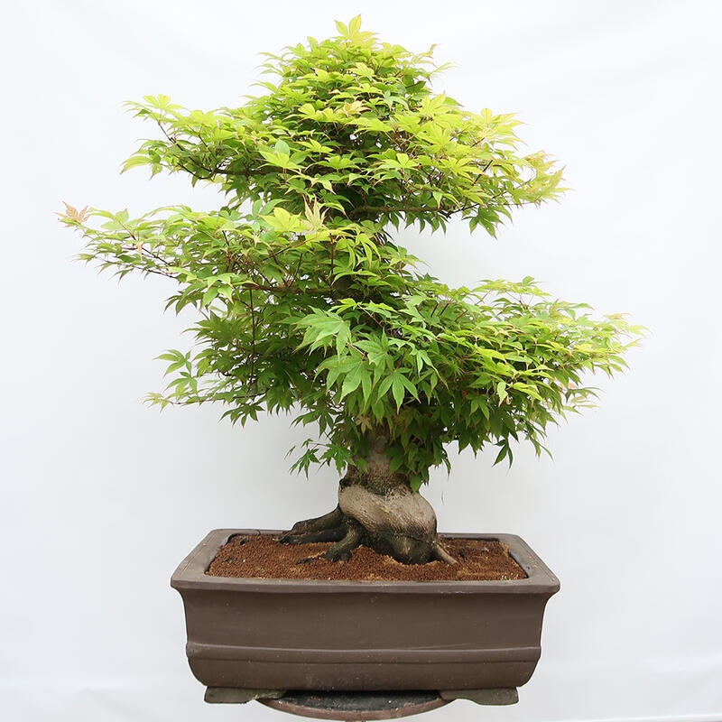 Bonsaï d'extérieur - Acer palmatum - préparation des palettes UNIQUEMENT