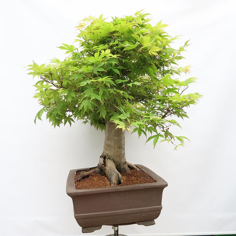 Bonsaï d'extérieur - Acer palmatum - préparation des palettes UNIQUEMENT