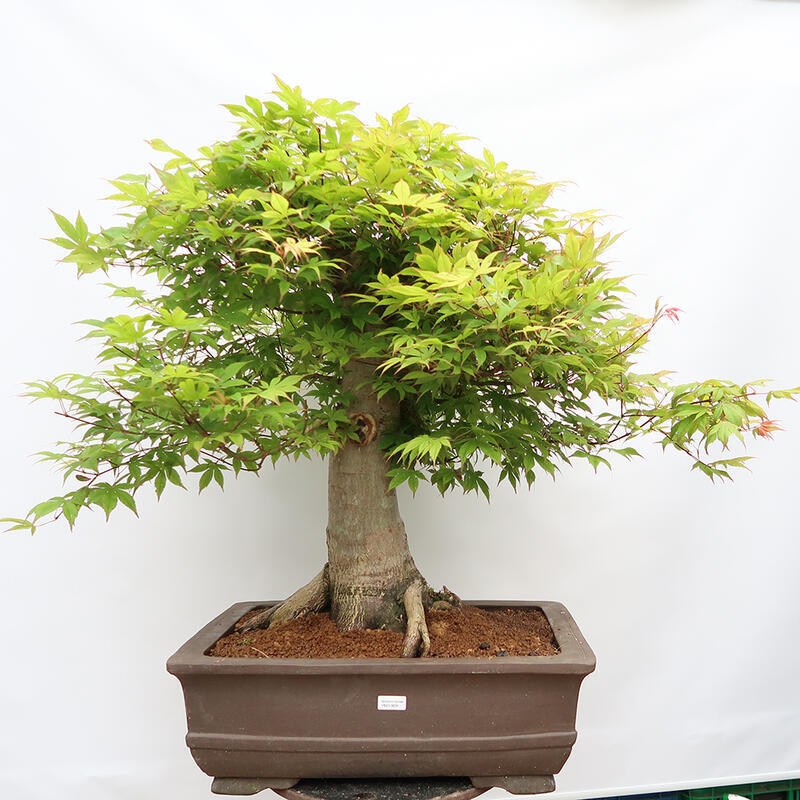 Bonsaï d'extérieur - Acer palmatum - préparation des palettes UNIQUEMENT