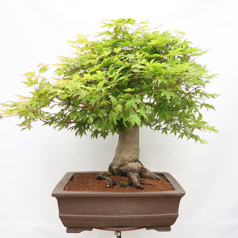 Bonsaï d'extérieur - Acer palmatum - préparation des palettes UNIQUEMENT