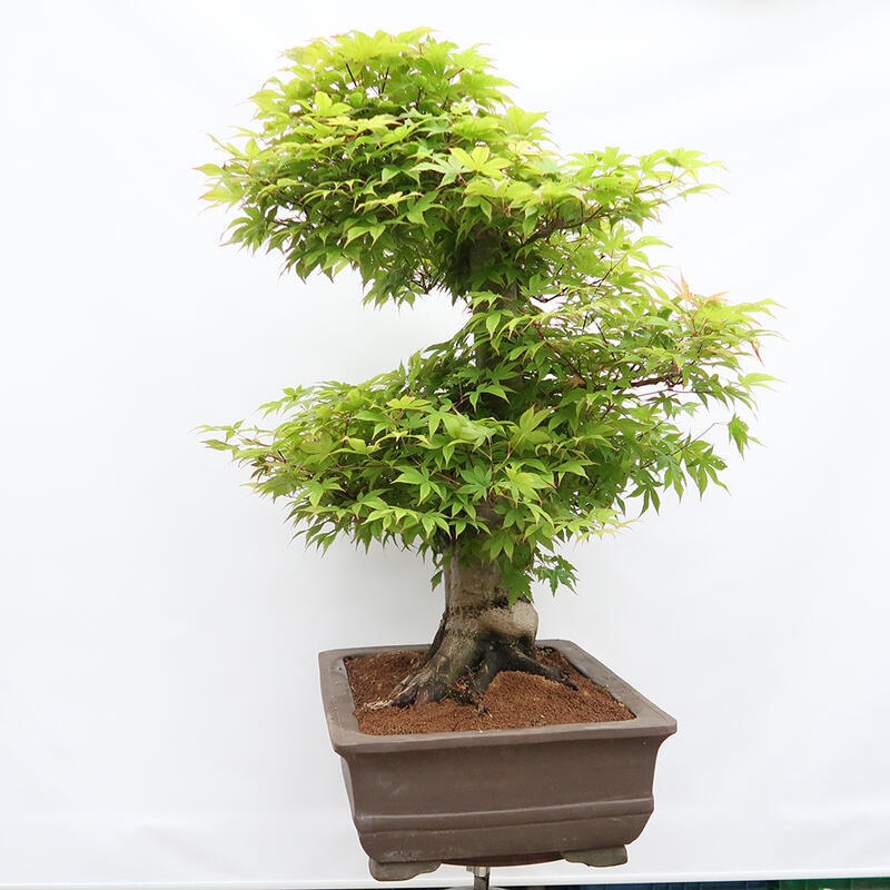 Bonsaï d'extérieur - Acer palmatum - préparation des palettes UNIQUEMENT