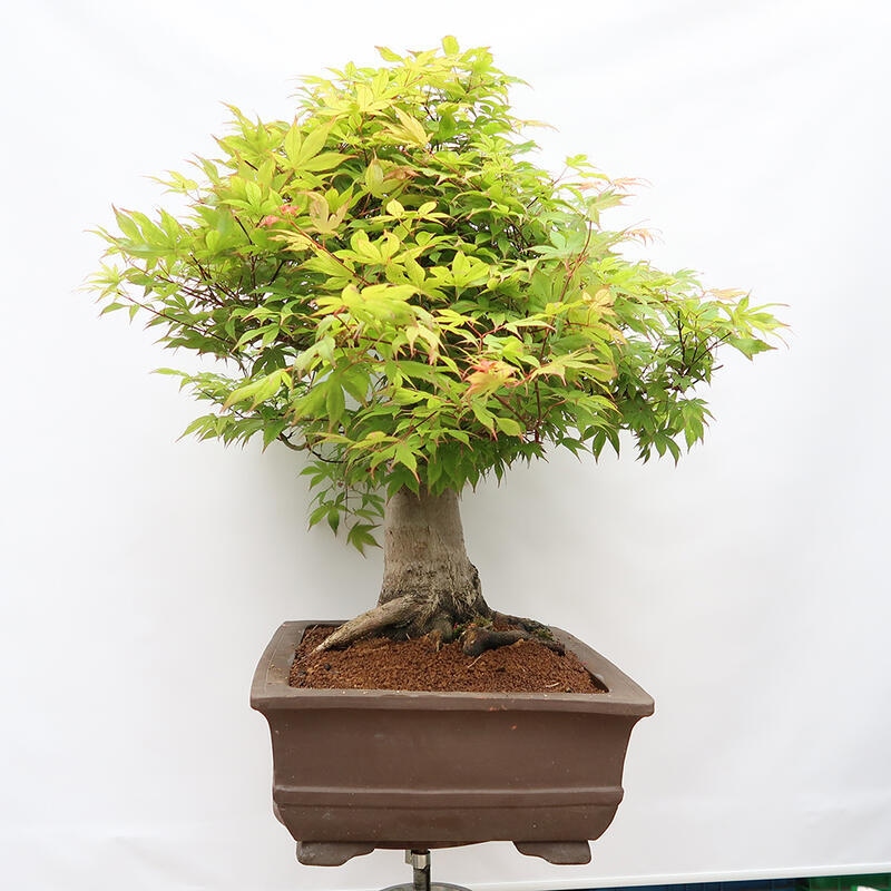 Bonsaï d'extérieur - Acer palmatum - préparation des palettes UNIQUEMENT