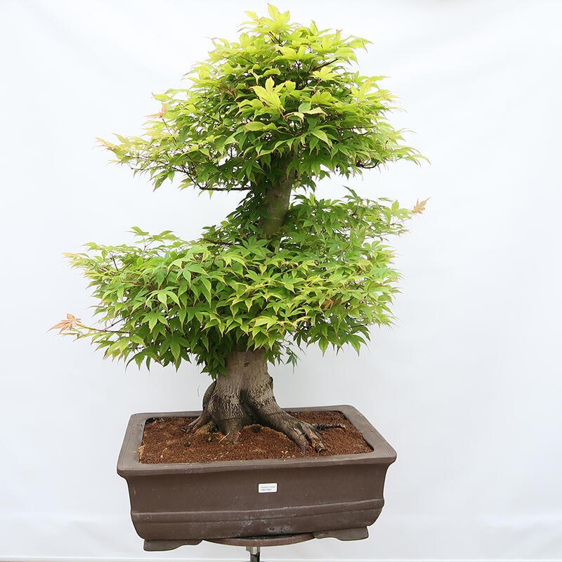 Bonsaï d'extérieur - Acer palmatum - préparation des palettes UNIQUEMENT