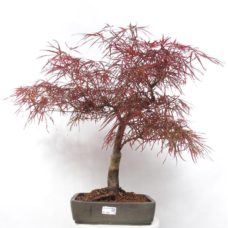 Bonsaï d'extérieur - Acer palmatum RED PYGMY