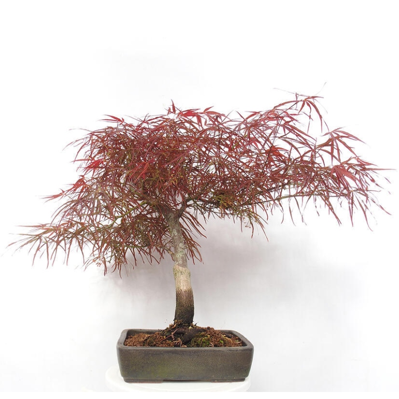 Bonsaï d'extérieur - Acer palmatum RED PYGMY