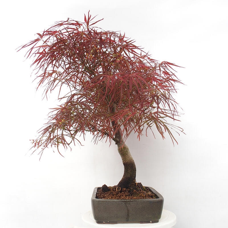 Bonsaï d'extérieur - Acer palmatum RED PYGMY