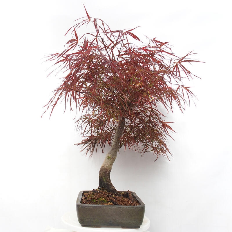 Bonsaï d'extérieur - Acer palmatum RED PYGMY