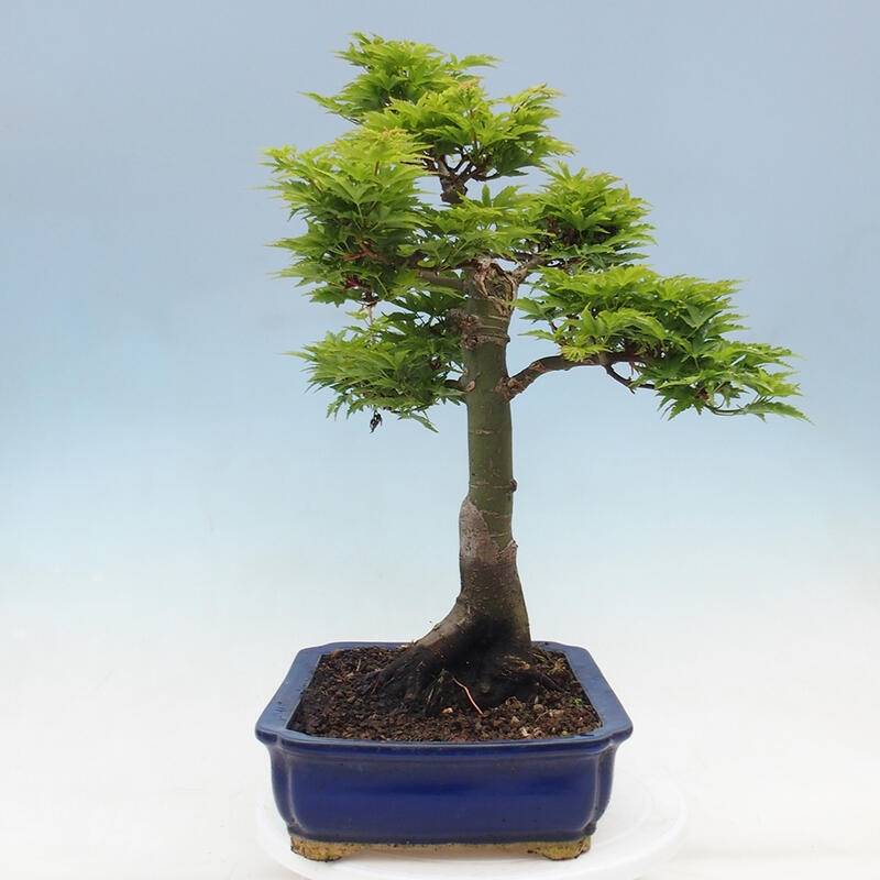 Bonsaï d'extérieur -Javor palm Acer palmatum Shishigashira