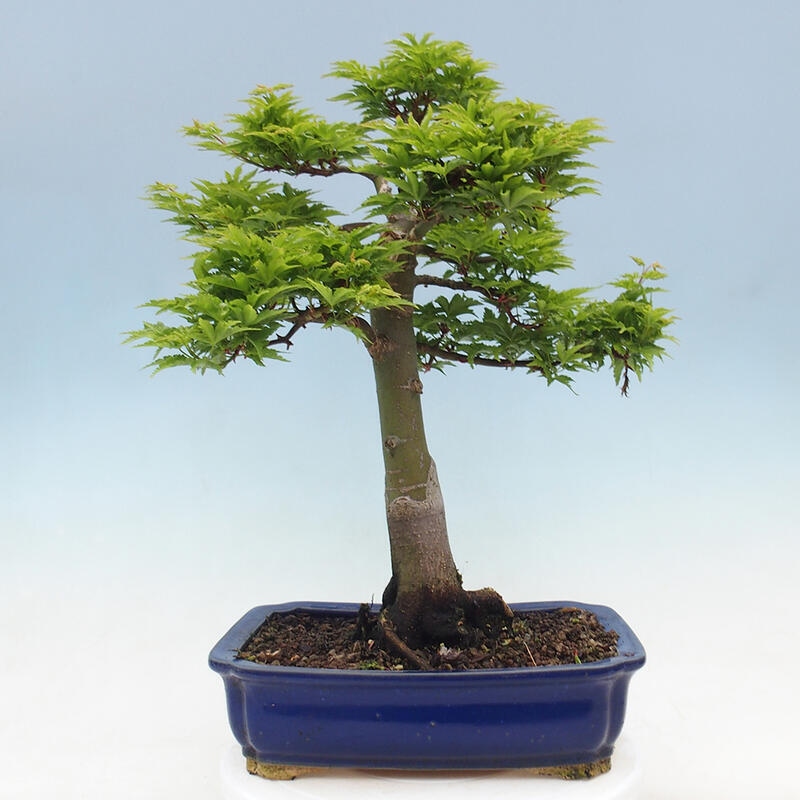 Bonsaï d'extérieur -Javor palm Acer palmatum Shishigashira