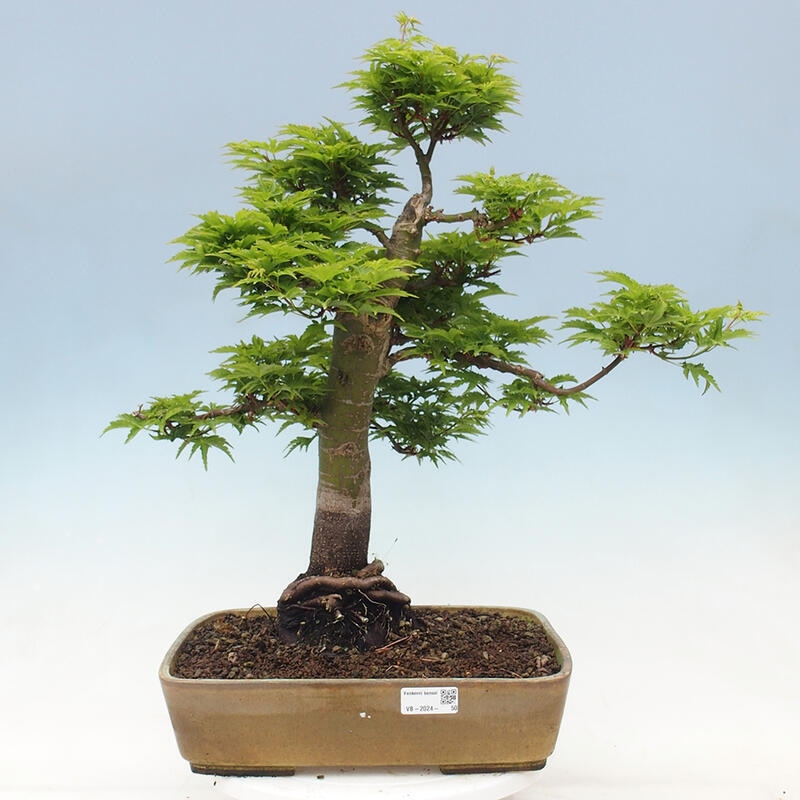 Bonsaï d'extérieur -Javor palm Acer palmatum Shishigashira