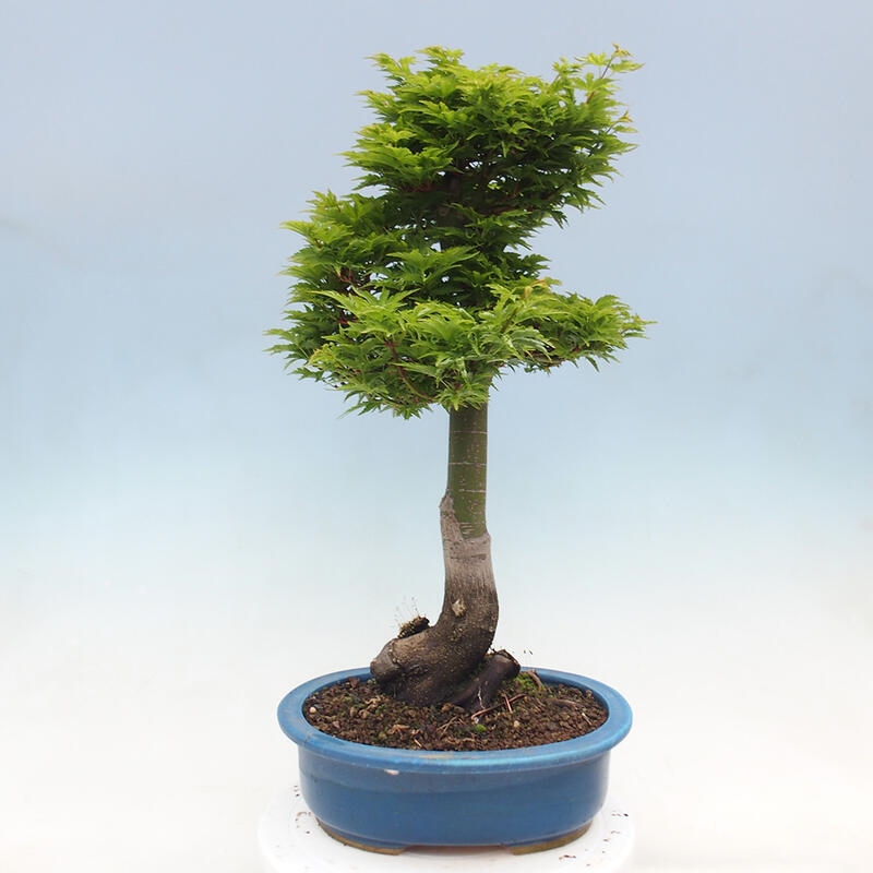 Bonsaï d'extérieur -Javor palm Acer palmatum Shishigashira