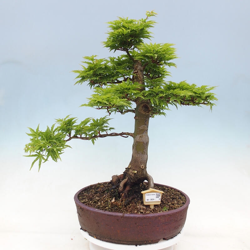 Bonsaï d'extérieur -Javor palm Acer palmatum Shishigashira