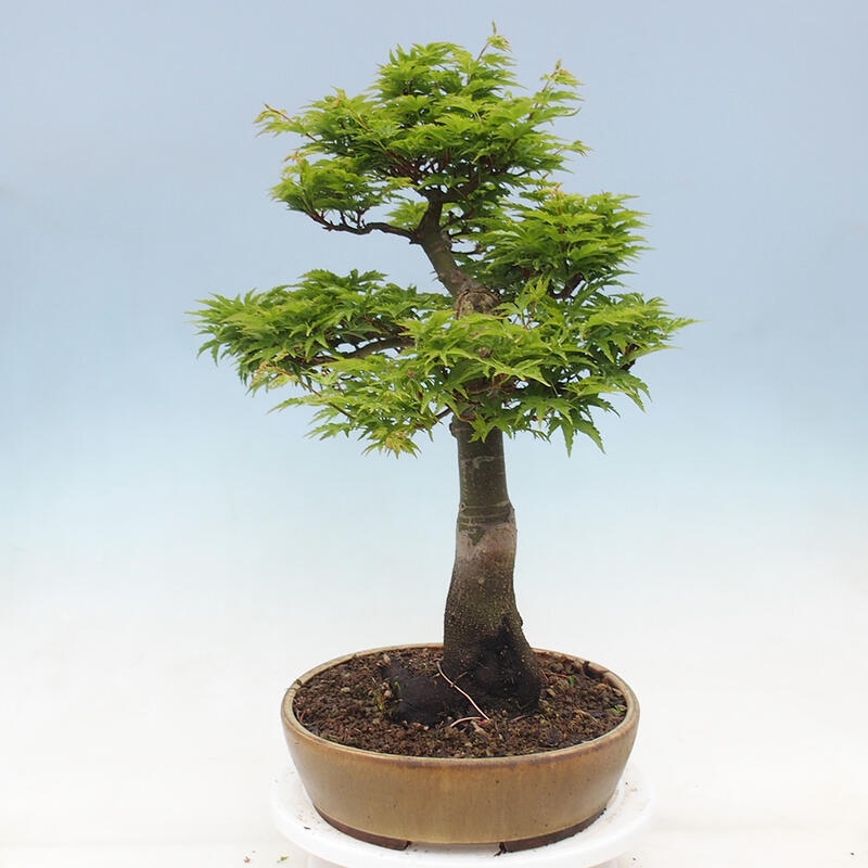 Bonsaï d'extérieur -Javor palm Acer palmatum Shishigashira
