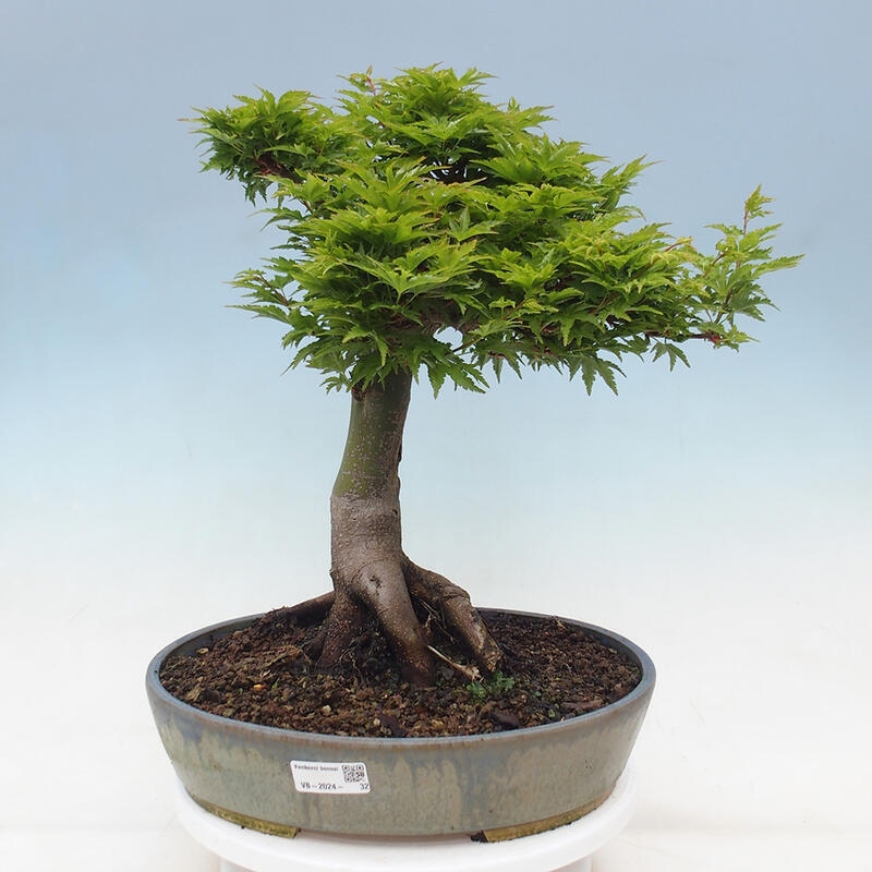 Bonsaï d'extérieur -Javor palm Acer palmatum Shishigashira