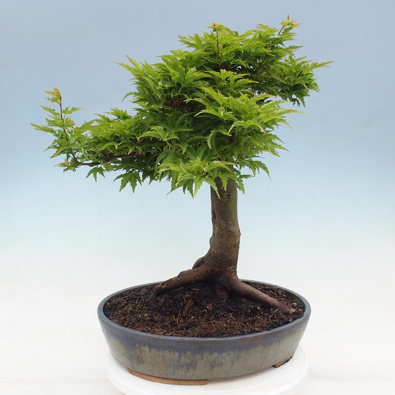 Bonsaï d'extérieur -Javor palm Acer palmatum Shishigashira