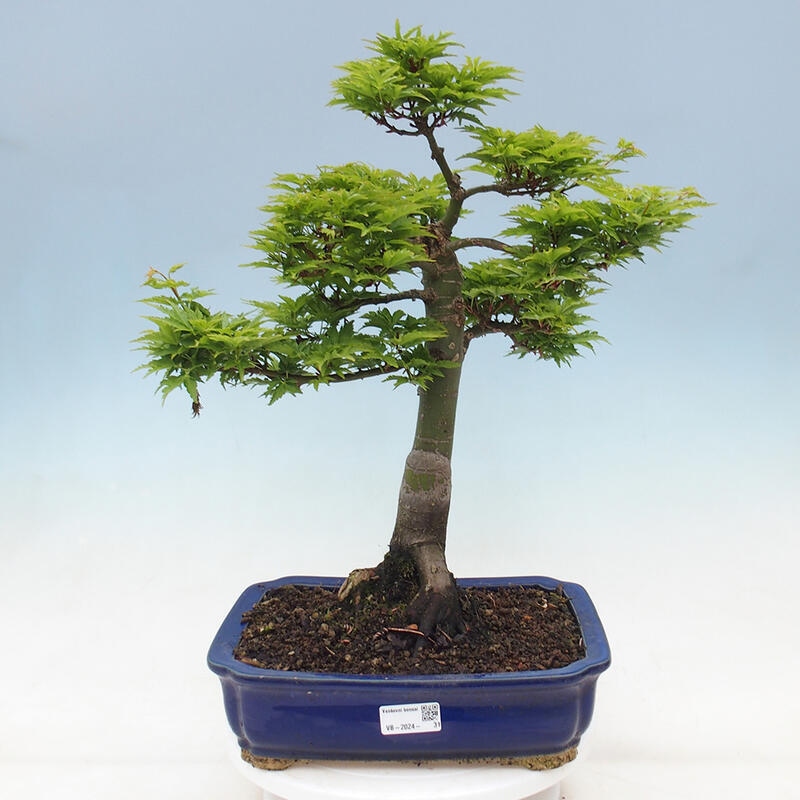 Bonsaï d'extérieur -Javor palm Acer palmatum Shishigashira