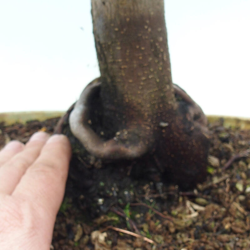 Bonsaï d'extérieur -Javor palm Acer palmatum Shishigashira