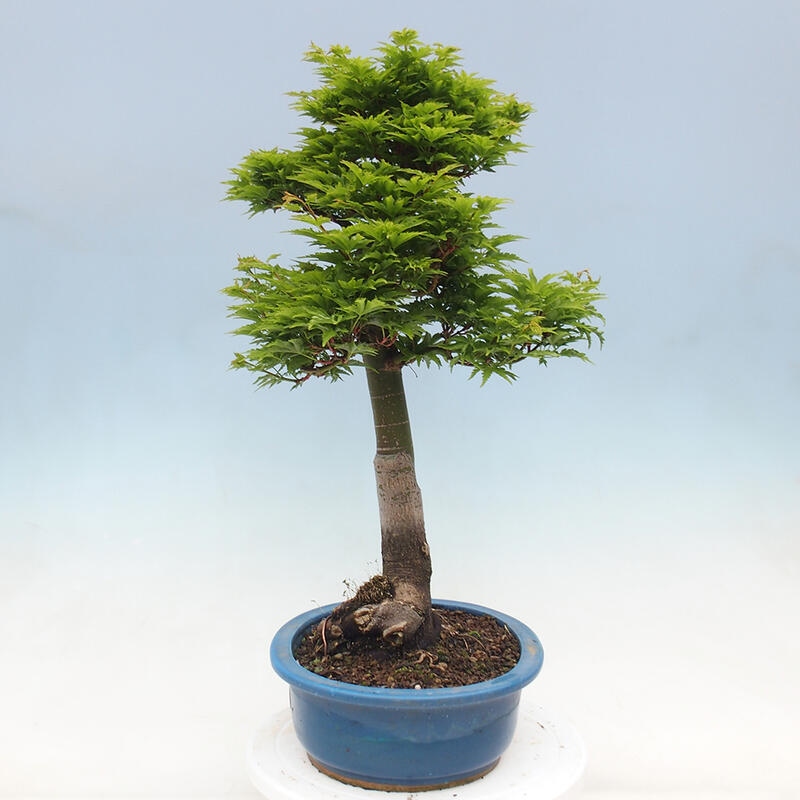 Bonsaï d'extérieur -Javor palm Acer palmatum Shishigashira