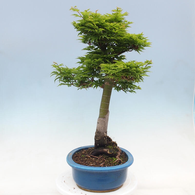 Bonsaï d'extérieur -Javor palm Acer palmatum Shishigashira