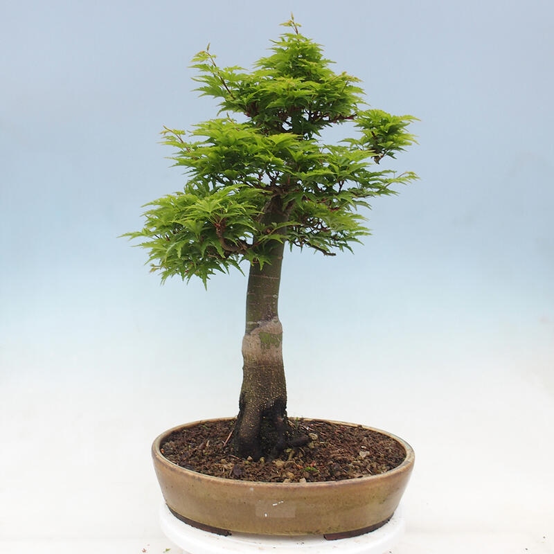 Bonsaï d'extérieur -Javor palm Acer palmatum Shishigashira