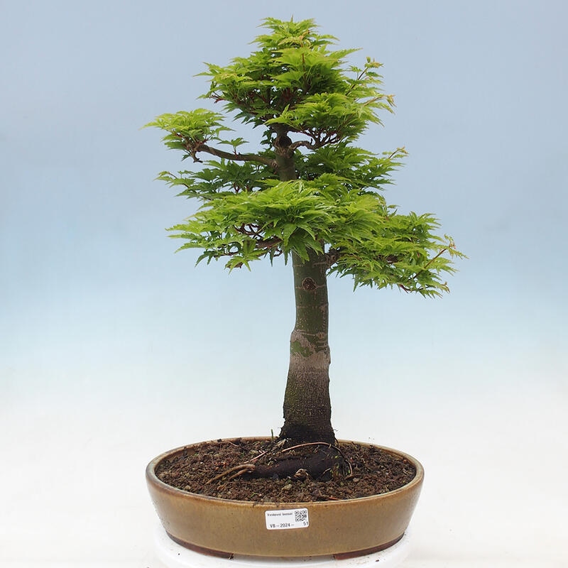 Bonsaï d'extérieur -Javor palm Acer palmatum Shishigashira