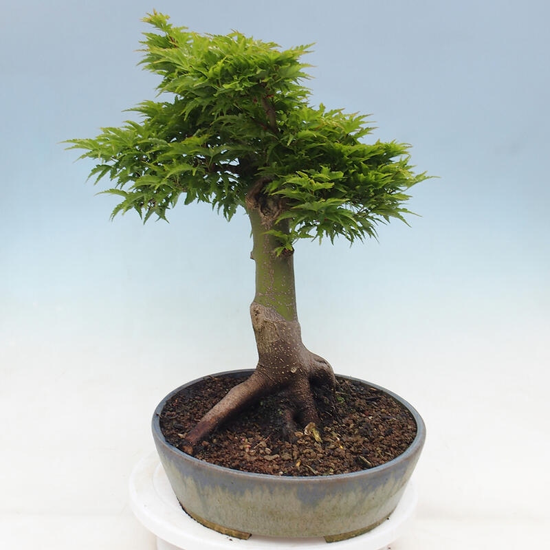 Bonsaï d'extérieur -Javor palm Acer palmatum Shishigashira