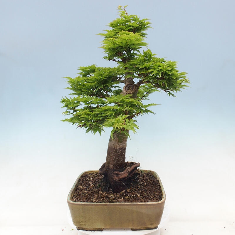 Bonsaï d'extérieur -Javor palm Acer palmatum Shishigashira