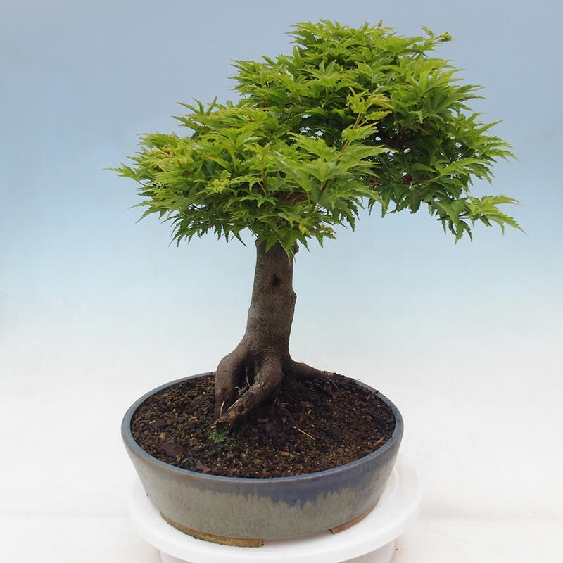 Bonsaï d'extérieur -Javor palm Acer palmatum Shishigashira