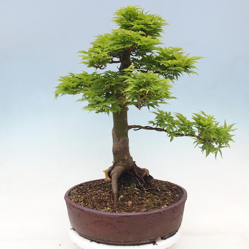 Bonsaï d'extérieur -Javor palm Acer palmatum Shishigashira