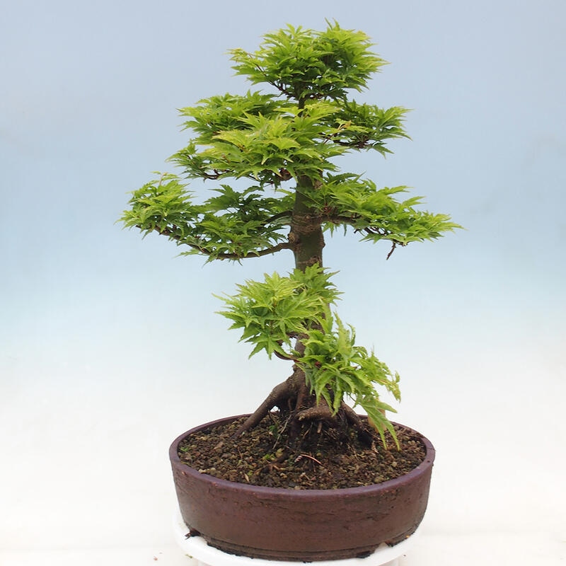 Bonsaï d'extérieur -Javor palm Acer palmatum Shishigashira