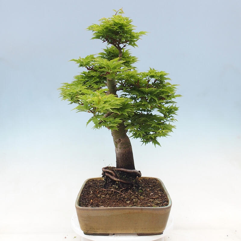 Bonsaï d'extérieur -Javor palm Acer palmatum Shishigashira