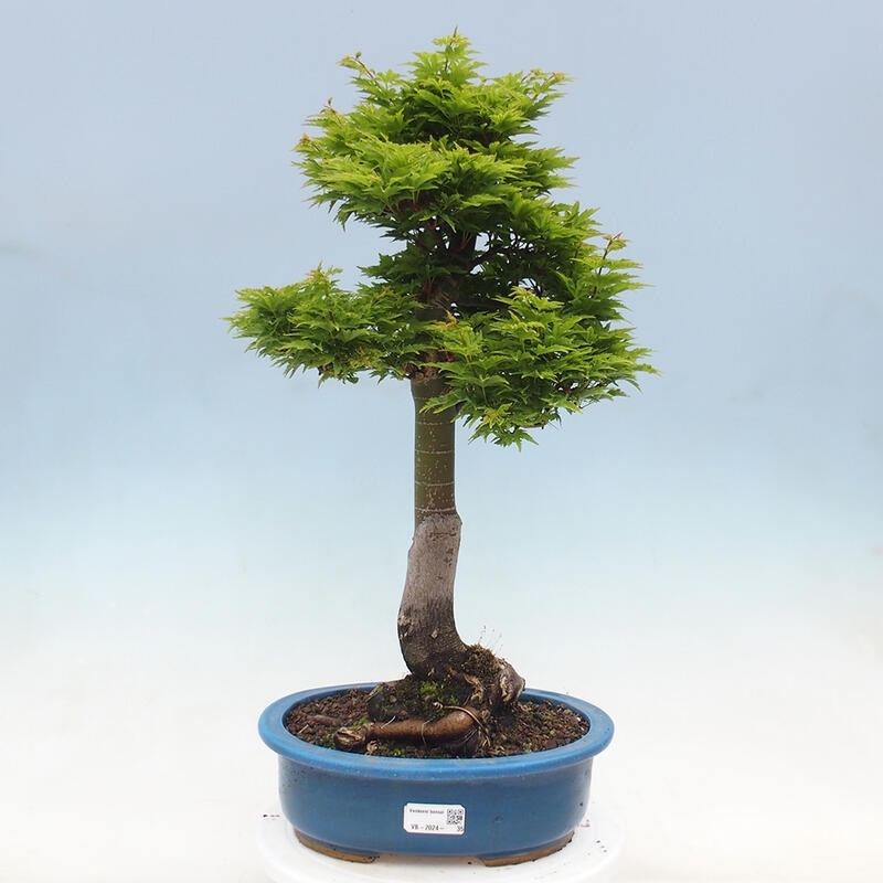 Bonsaï d'extérieur -Javor palm Acer palmatum Shishigashira