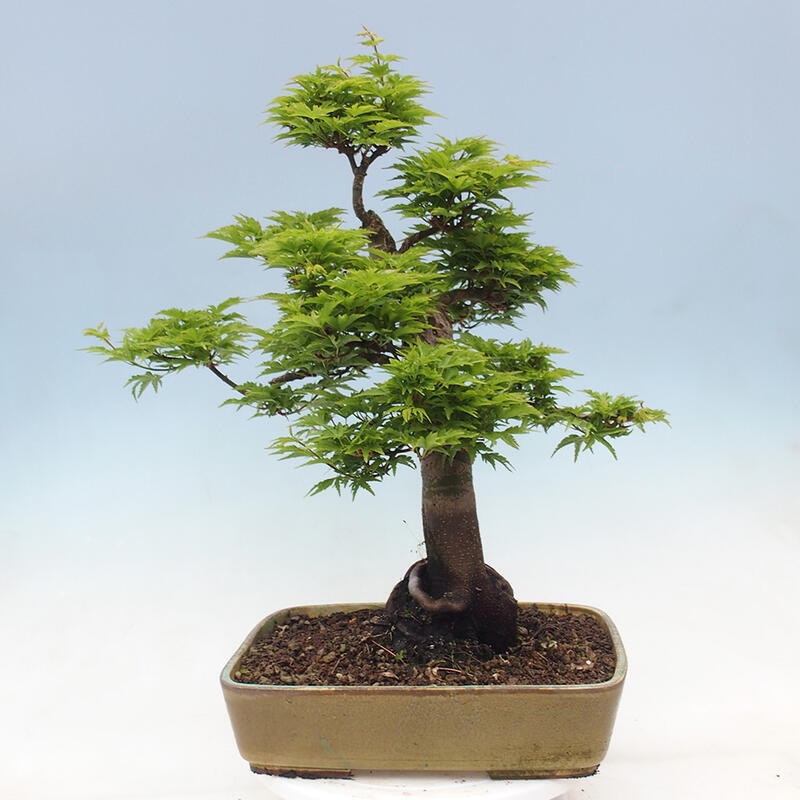 Bonsaï d'extérieur -Javor palm Acer palmatum Shishigashira