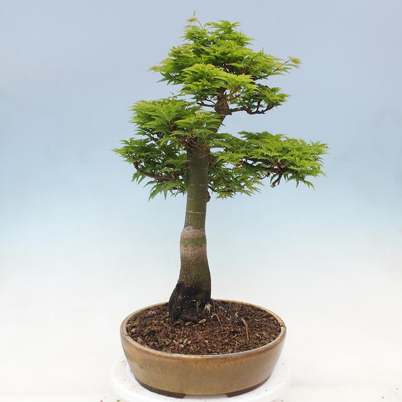 Bonsaï d'extérieur -Javor palm Acer palmatum Shishigashira
